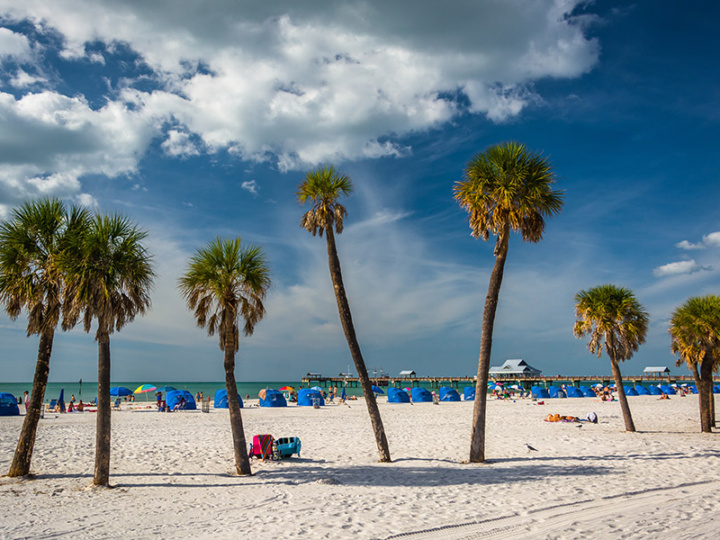 Palm trees on the beach in Clearwater Beach, Florida